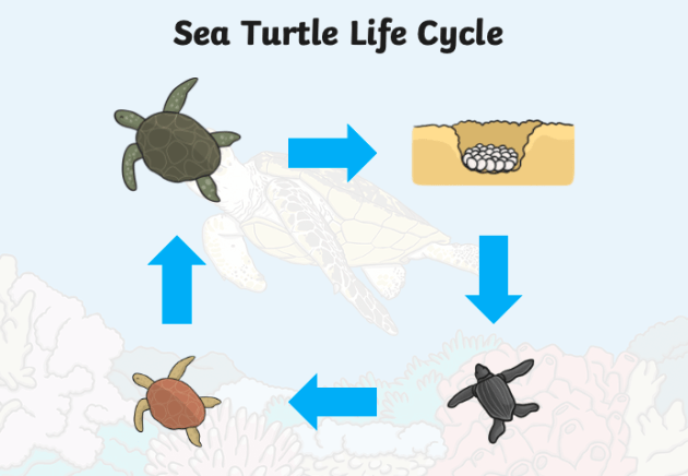 Is A Green Sea Turtle A Producer Consumer Or Decomposer