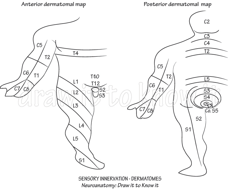 Gross Anatomy Glossary: C3 | ditki medical & biological sciences Choroby Skóry O Etiologii Wirusowej
