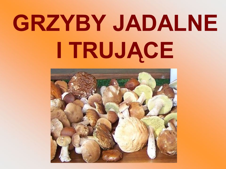 GRZYBY JADALNE I TRUJĄCE - ppt video online pobierz Grzyby Jadalne I Trujące Klasa 3