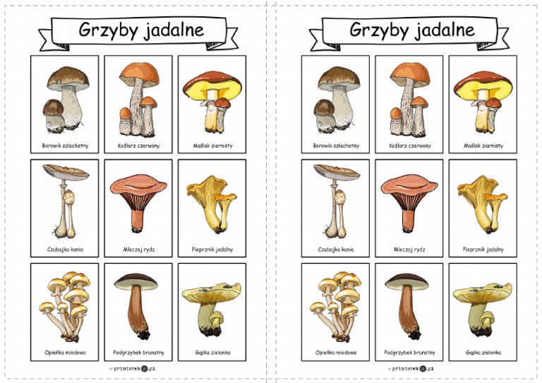 Grzyby Jadalne I Trujące Klasa 3