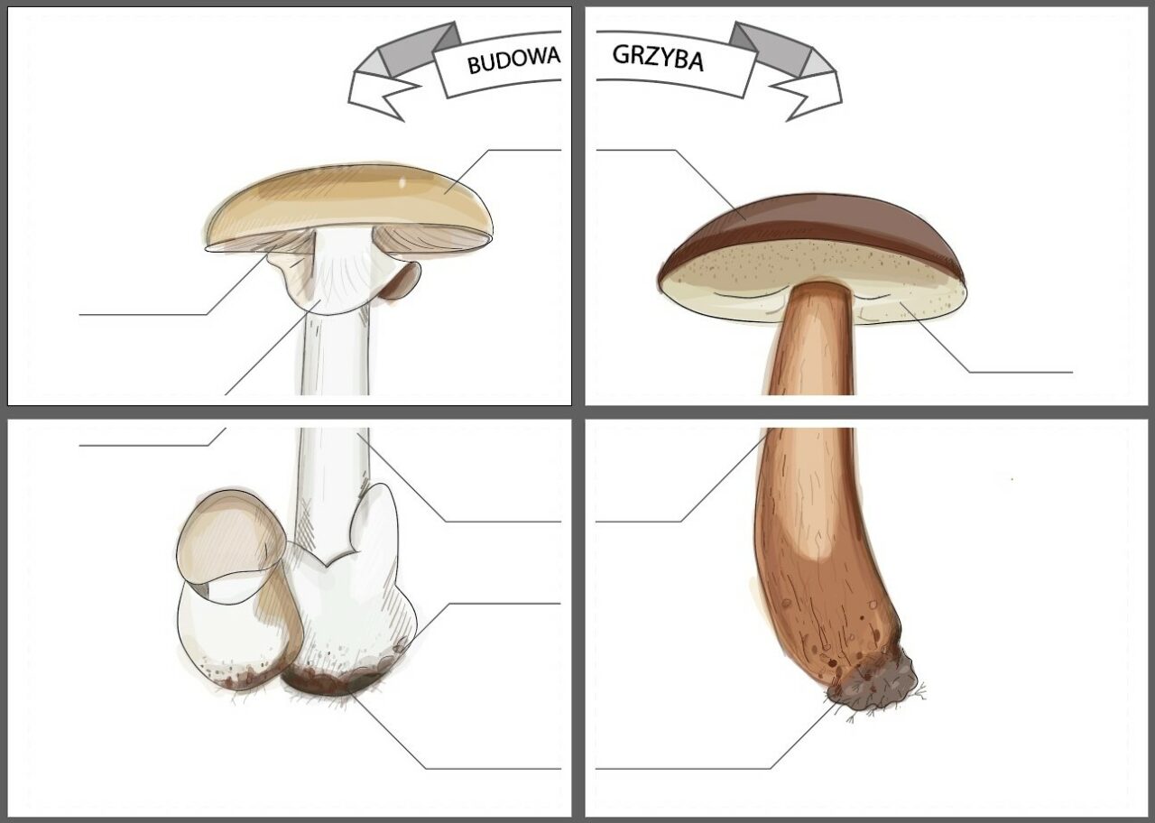 Grzyby materiały dla dzieci | Karty Edukacyjne Rysunek Grzyby Obrazki Dla Dzieci