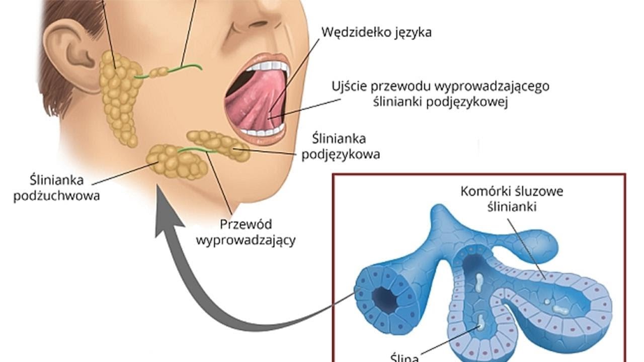 Jakie Antybiotyki Na Zapalenie Slinianek