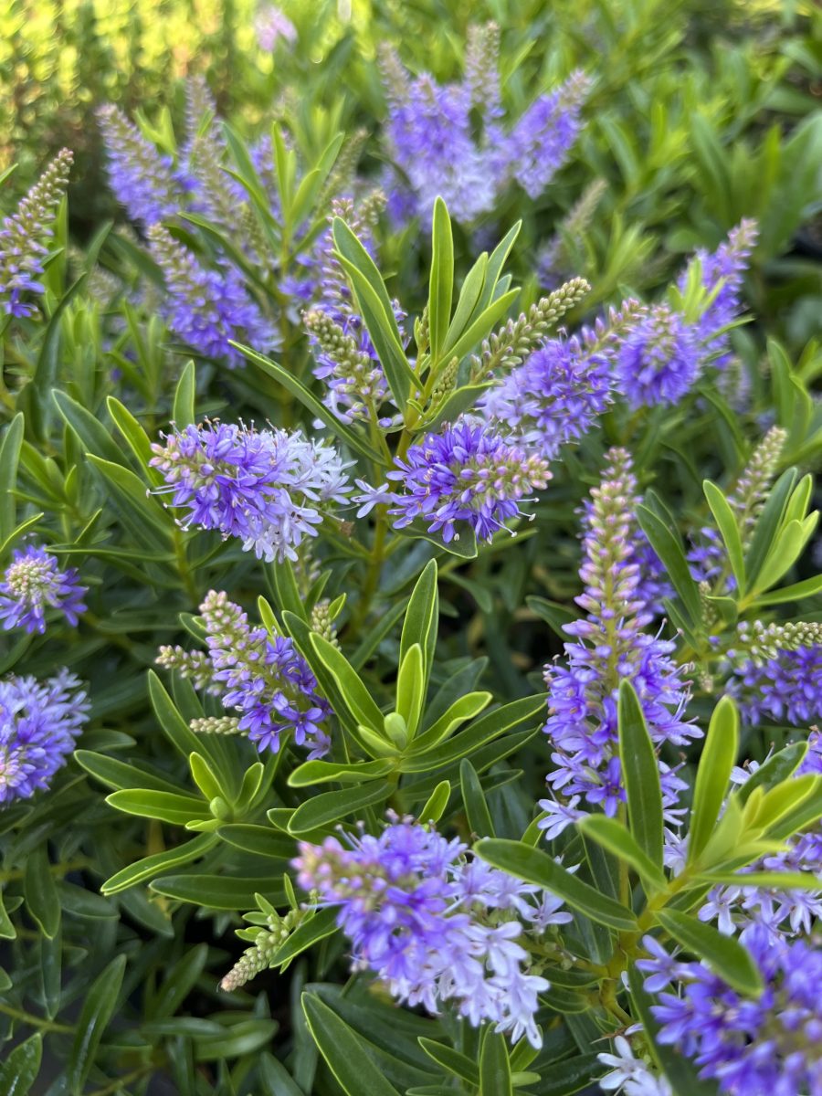 Hebe Plant Hebe Nowy Dwór Mazowiecki Godziny Otwarcia
