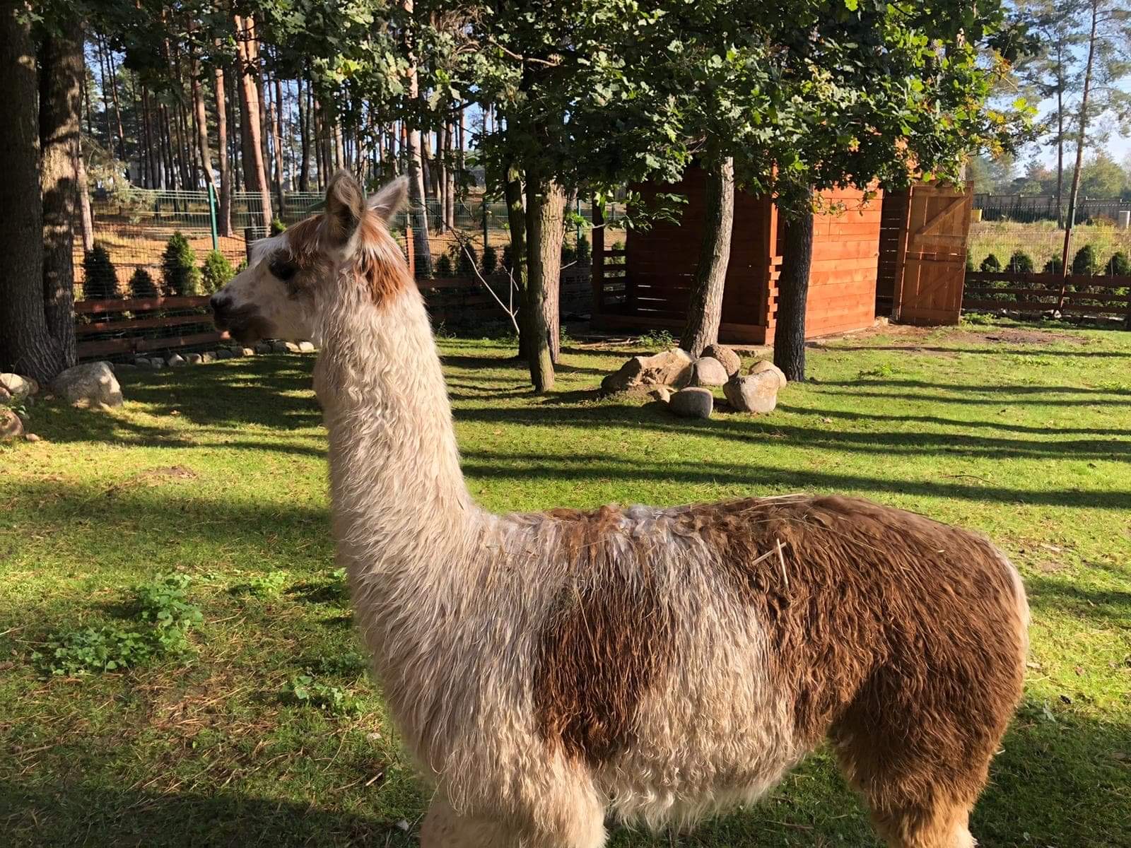 Hodowla Alpak w Janikowie koło Poznania. Zapraszamy! - Leśne Alpaki Hodowla Alpak Alpaki Z Proszówki