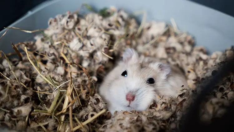 Hoe Vaak Moet Je De Kooi Van Een Hamster Verschonen