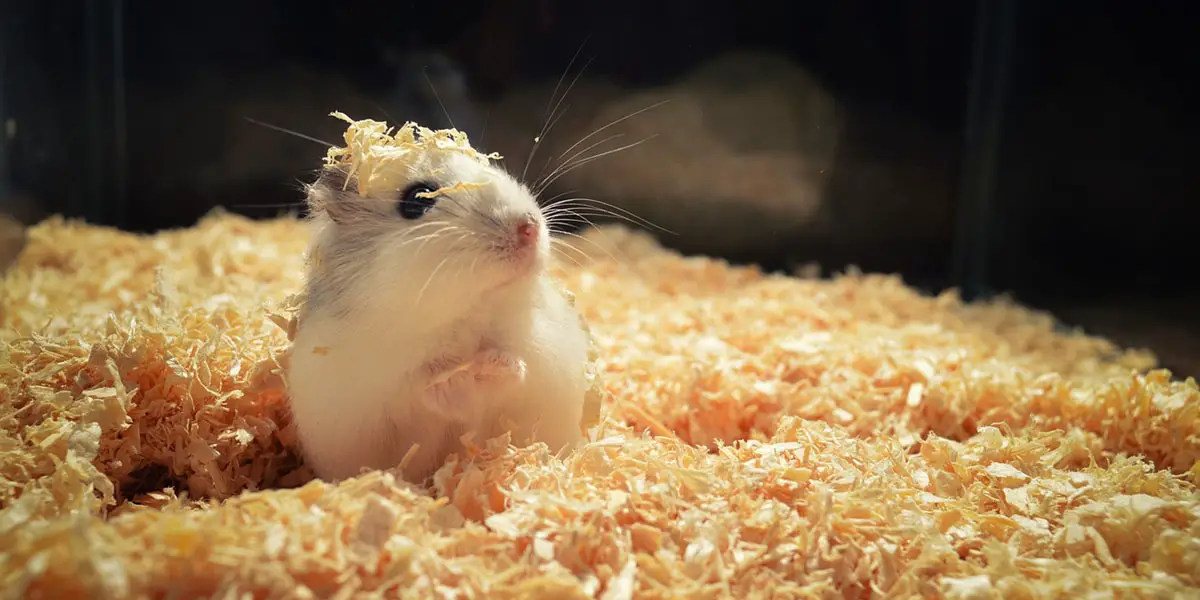 Hoe Vaak Moet Je De Kooi Van Een Hamster Verschonen - Margaret Wiegel Hoe Vaak Moet Je De Kooi Van Een Hamster Verschonen