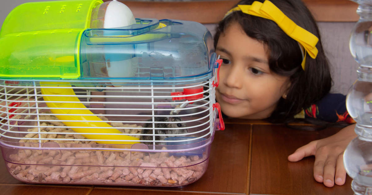 Hoe vaak moet je een hamsterkooi verschonen? - Edet Hoe Vaak Moet Je De Kooi Van Een Hamster Verschonen
