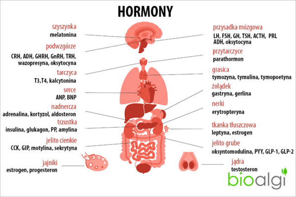 Hormony - bioalgi Przyporzadkuj Wymienionym Gruczolom Dokrewnym Odpowiednie Hormony