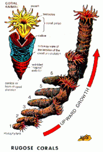 horn coral « paleoaerie Ks Dr Hab Dariusz Klejnowski Różycki