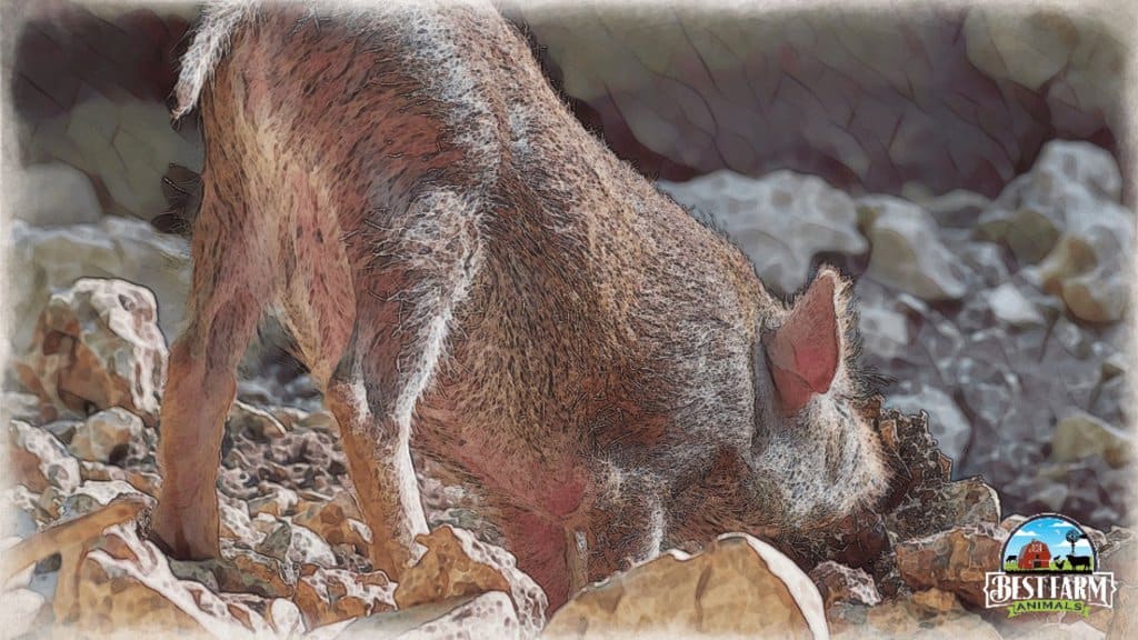 How Can Pigs Find Truffles? Train Your Truffle Pig + More In Some Districts Farmers Use Pigs To Find Truffles
