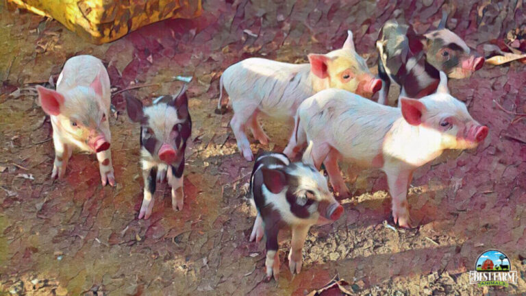 How Can Pigs Find Truffles? Train Your Truffle Pig + More In Some Districts Farmers Use Pigs To Find Truffles