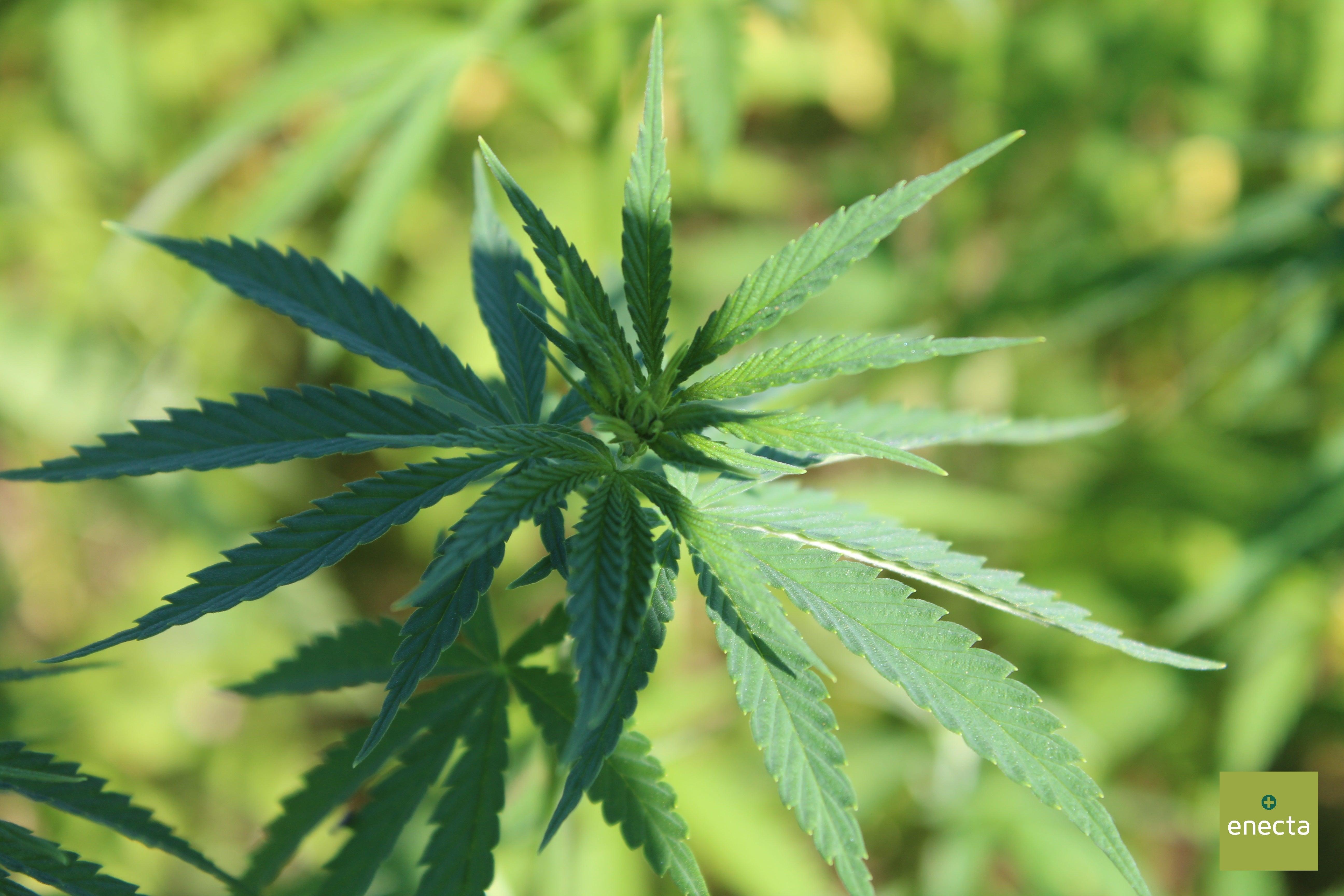 How important is CBD and should it be legalised for Veterans? A case s Kraje Narażone Na Ataki Terrorystów