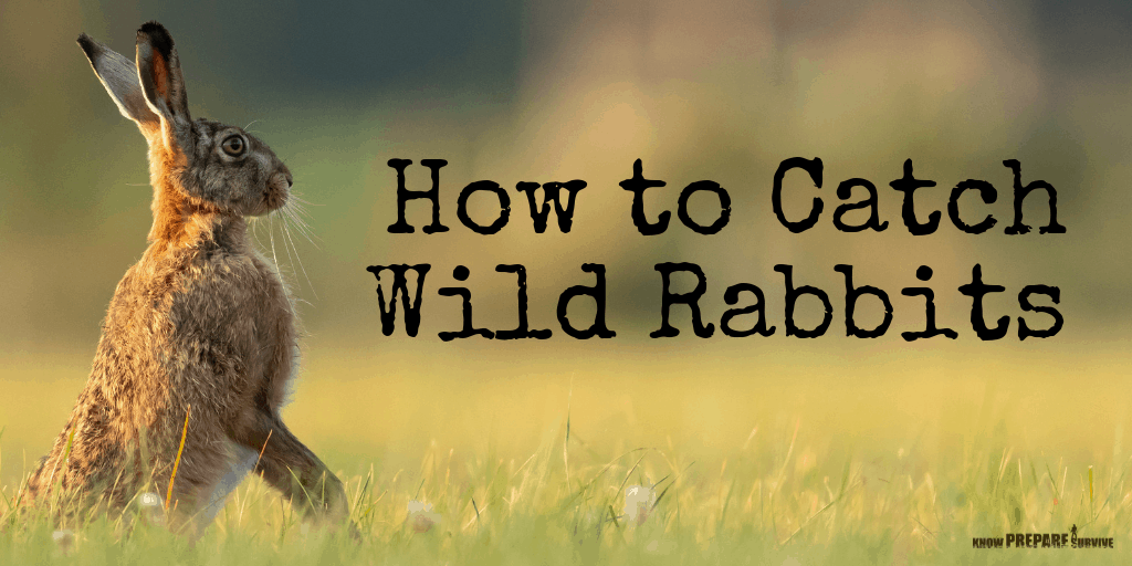 How To Trap Rabbits In Winter