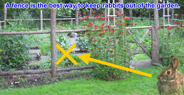How To Trap Rabbits In Garden