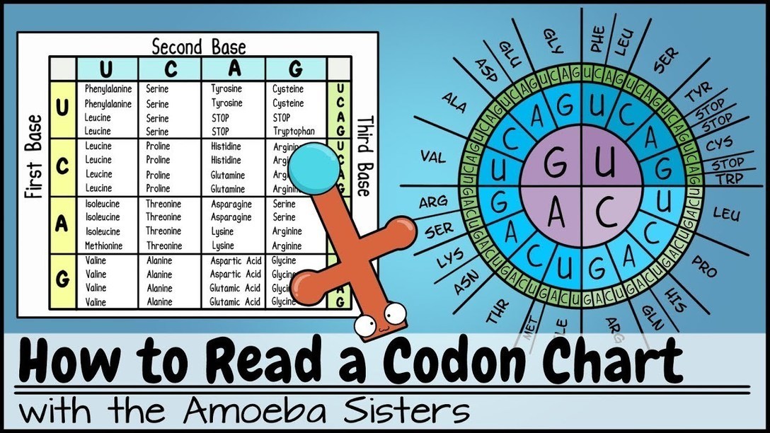 Amoeba Sisters Codon Chart Answer Key