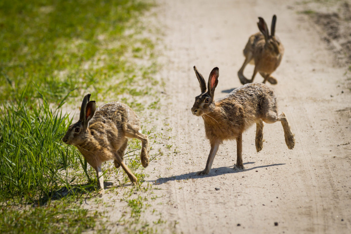 How To Trap Rabbits? 3 Easy Ways; One Method Is Deadly - PetCosset How To Trap Rabbits In Winter
