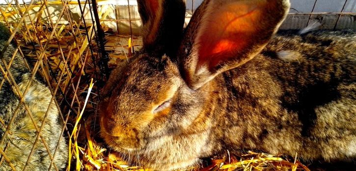 How To Trap Rabbits? 3 Easy Ways; One Method Is Deadly - PetCosset How To Trap Rabbits The Forest