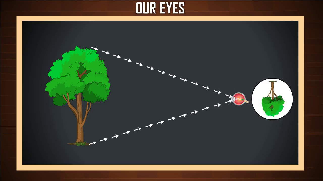 How we see things around us | How do we see things | How the eye works Can You See Everything