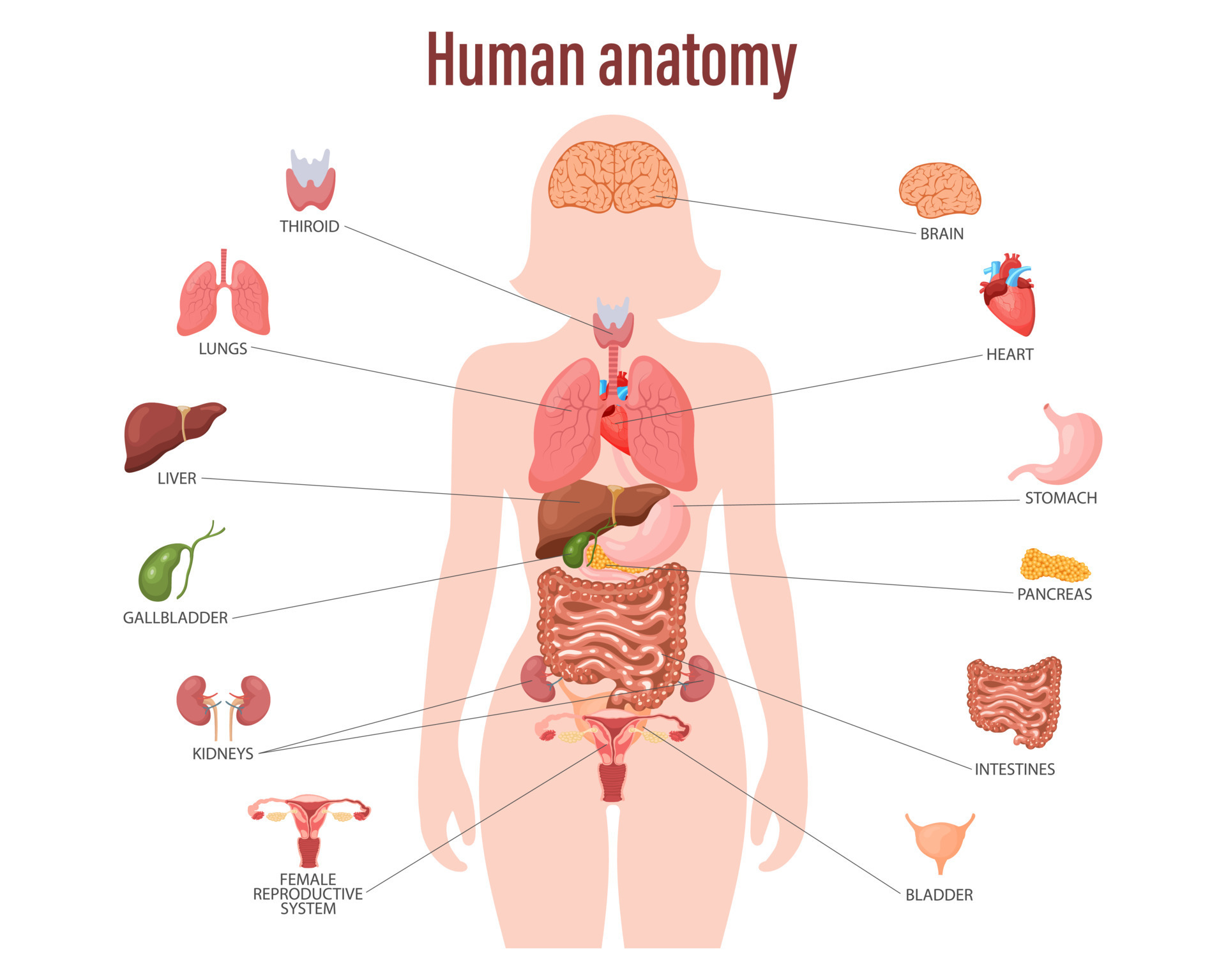 Female Inside Body Parts Name