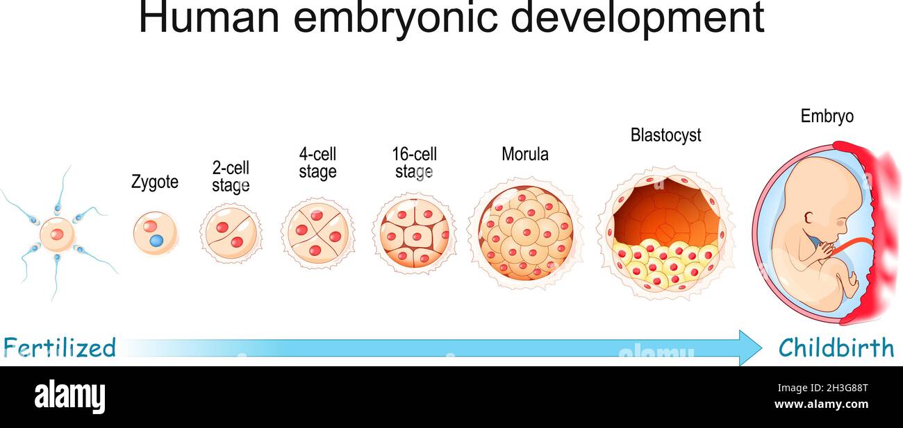 Human Embryos Must Possess To Be Viable