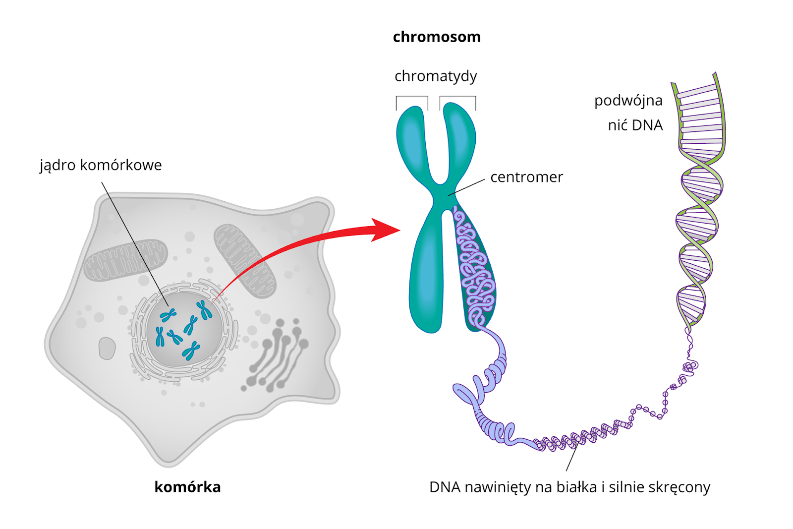 Wyjasnij Dlaczego Dna Przed Podzialem Przyjmuje Postac Chromosomow