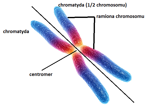 I.2. GENETYKA - NOŚNIK INFORMACJI GENETYCZNEJ - DNA, klasa VIII Wyjasnij Dlaczego Dna Przed Podzialem Przyjmuje Postac Chromosomow