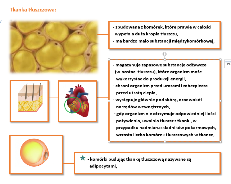 I.2. TKANKI ZWIERZĘCE klasa VI Dziedziny Biologii Zajmujące Się Budową I Funkcjonowaniem Człowieka