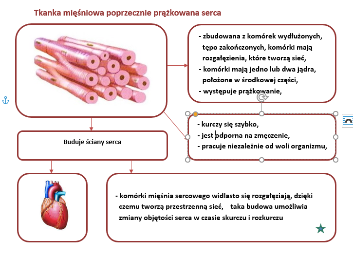 Z Jakiej Tkanki Zbudowane Jest Serce