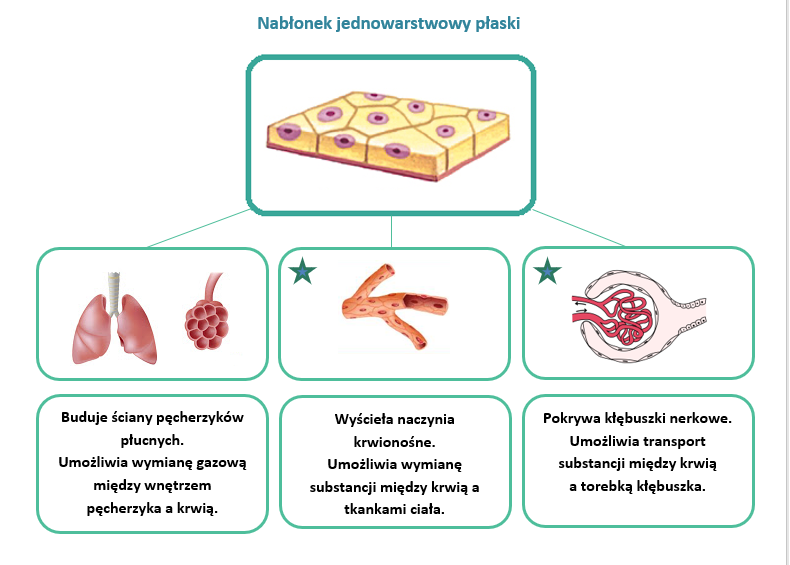 Tkanki Nabłonkowa Mięśniowa I Nerwowa