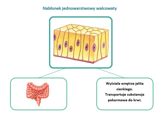 I.2. TKANKI ZWIERZĘCE klasa VI Tkanki Nabłonkowa Mięśniowa I Nerwowa