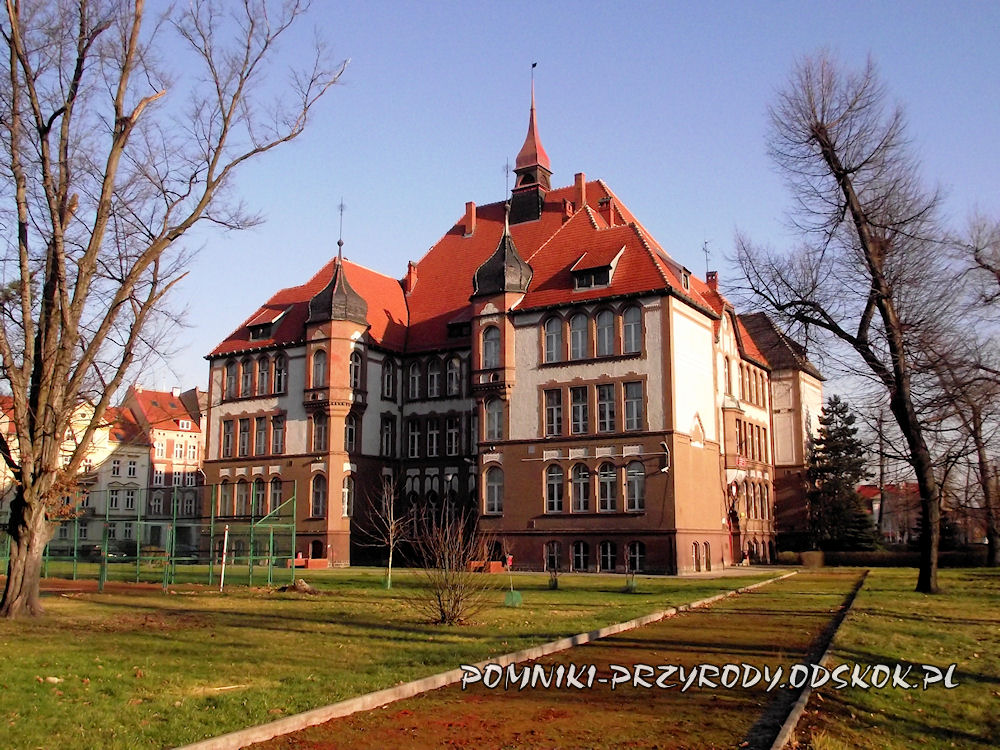 II LO w Legnicy | Pomniki przyrody Ii Liceum Ogólnokształcące W świeciu