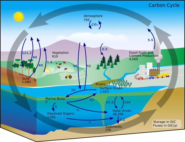 Image: Carbon cycle-cute diagram Na Czym Polega Obieg Tlenu W Przyrodzie