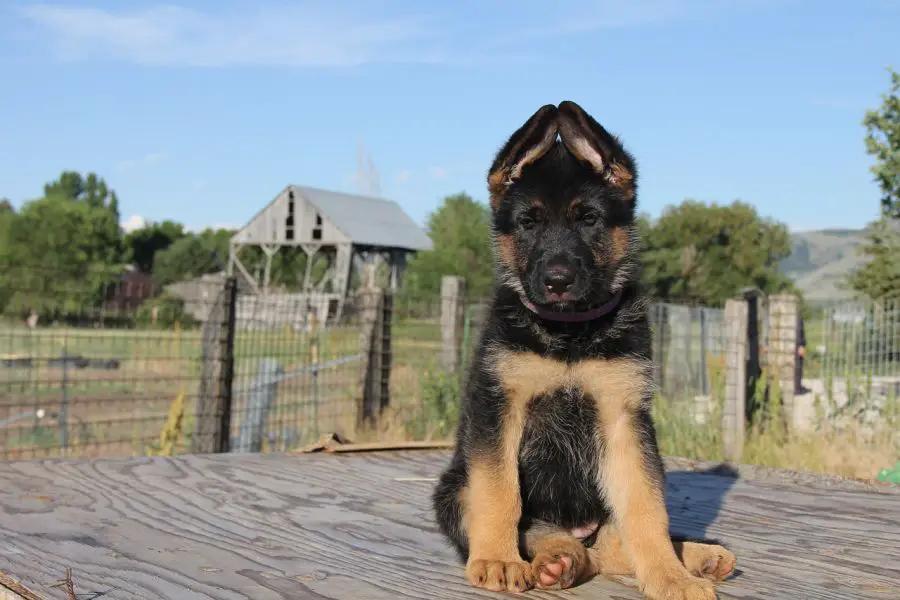 Imiona dla owczarka niemieckiego - dla psa i suczki | Dog Project Imię Dla Suczki Owczarka Niemieckiego Długowłosego