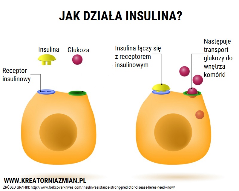 Wyjaśnij Na Czym Polega Antagonistyczne Działanie Insuliny I Glukagonu