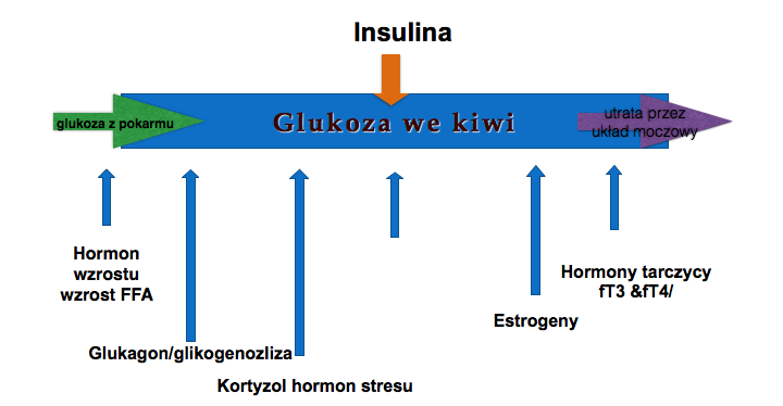 Insulinoterapia: działanie insuliny, rodzaje insulin, profil ich Wyjaśnij Na Czym Polega Antagonistyczne Działanie Insuliny I Glukagonu