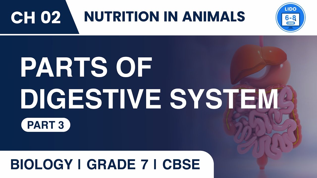 Intestines | Nutrition in Animals | Class 7 Biology Chapter 2 - YouTube Class 7 Biology