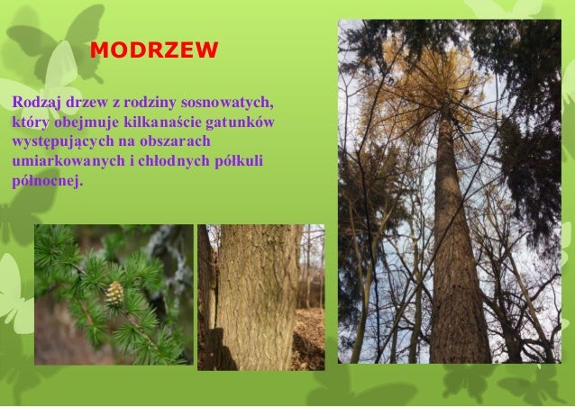 Inwenteryzacja drzewostanu parku w starym wielisławiu Jaki Rodzaj Drzewostanu Jest Najbardziej Podatny Na Rozwój Pożaru