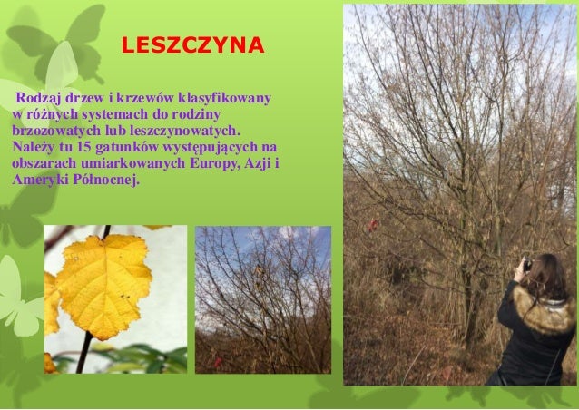 Inwenteryzacja drzewostanu parku w starym wielisławiu Jaki Rodzaj Drzewostanu Jest Najbardziej Podatny Na Rozwój Pożaru