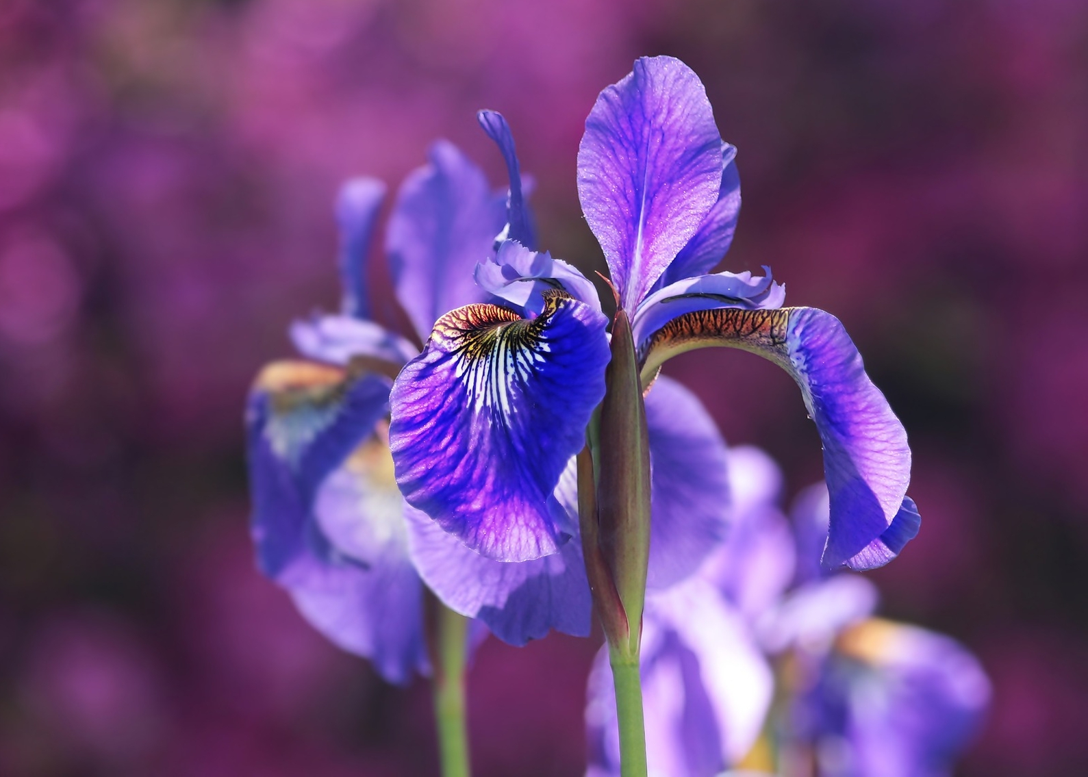 Iris Ośrodek Naturalne Metody Ochrony Zdrowia Czarnecki K