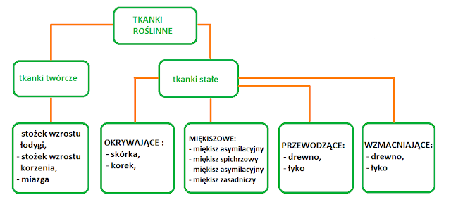 IV. TKANKI I ORGANY ROŚLINNE, klasa V Tkanki I Organy Roslinne