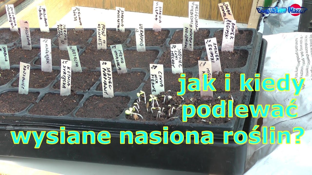 jak i kiedy podlewać wysiane nasiona roślin - YouTube Wymień Warunki Niezbędne Do Kiełkowania Nasion