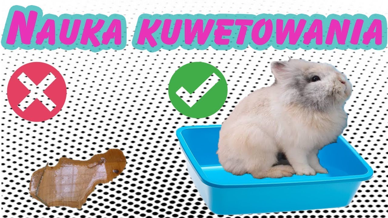 Jak Nauczyc Krolika Robic Do Kuwety