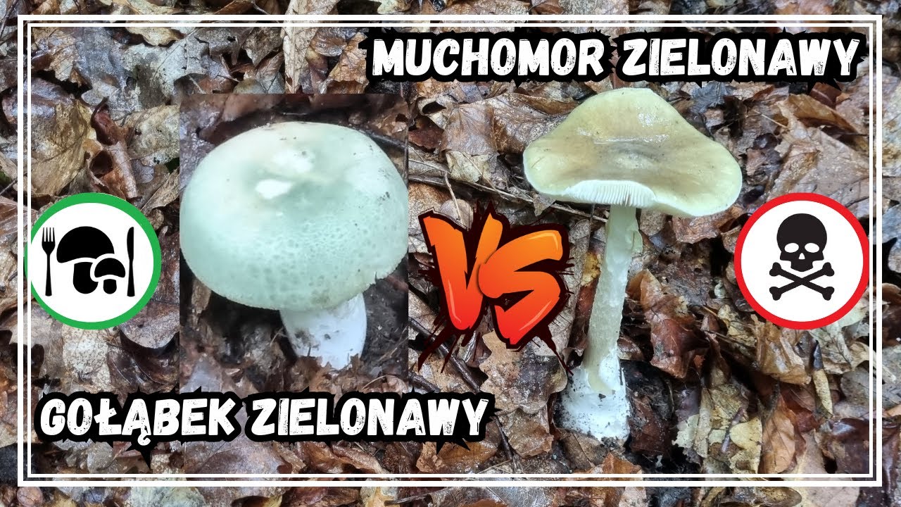 Jak odróżnić Gołąbka Zielonawego (jadalny) od Muchomora Zielonawego Jakie Tabletki Polknac Zeby Umrzec