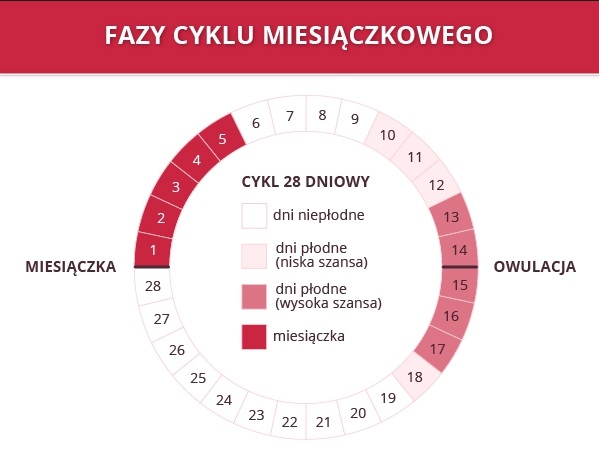 Jak przyspieszyć okres? 9 [SPOSOBÓW] o których nie wszyscy wiedzą! Podaj Nazwy Faz Cyklu Miesiączkowego Których Dotyczą Poniższe Opisy
