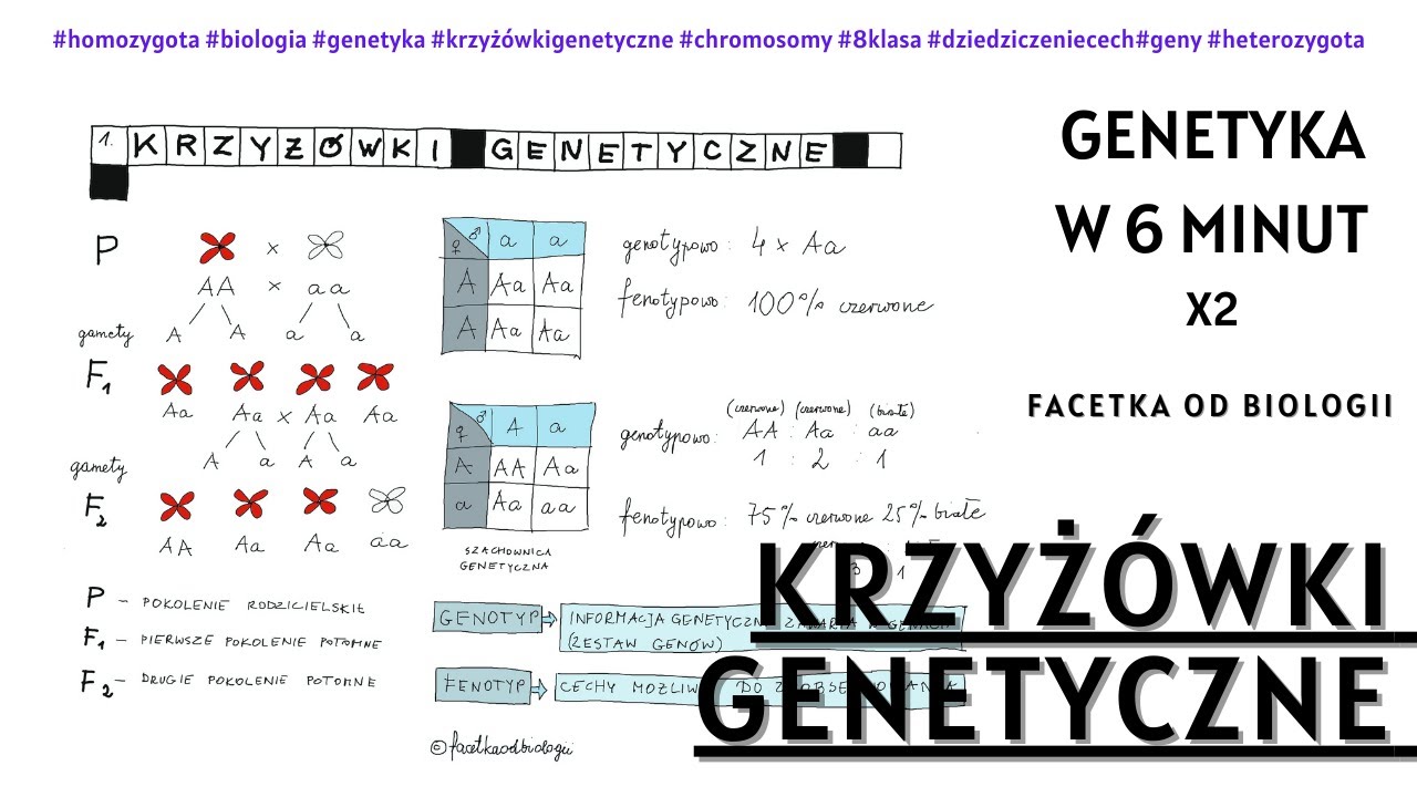Jak robić krzyżówki genetyczne - Dziedziczenie cech - Biologia [8 Klasa Dziedziczenie Grupy Krwi Krzyzwki Zadania