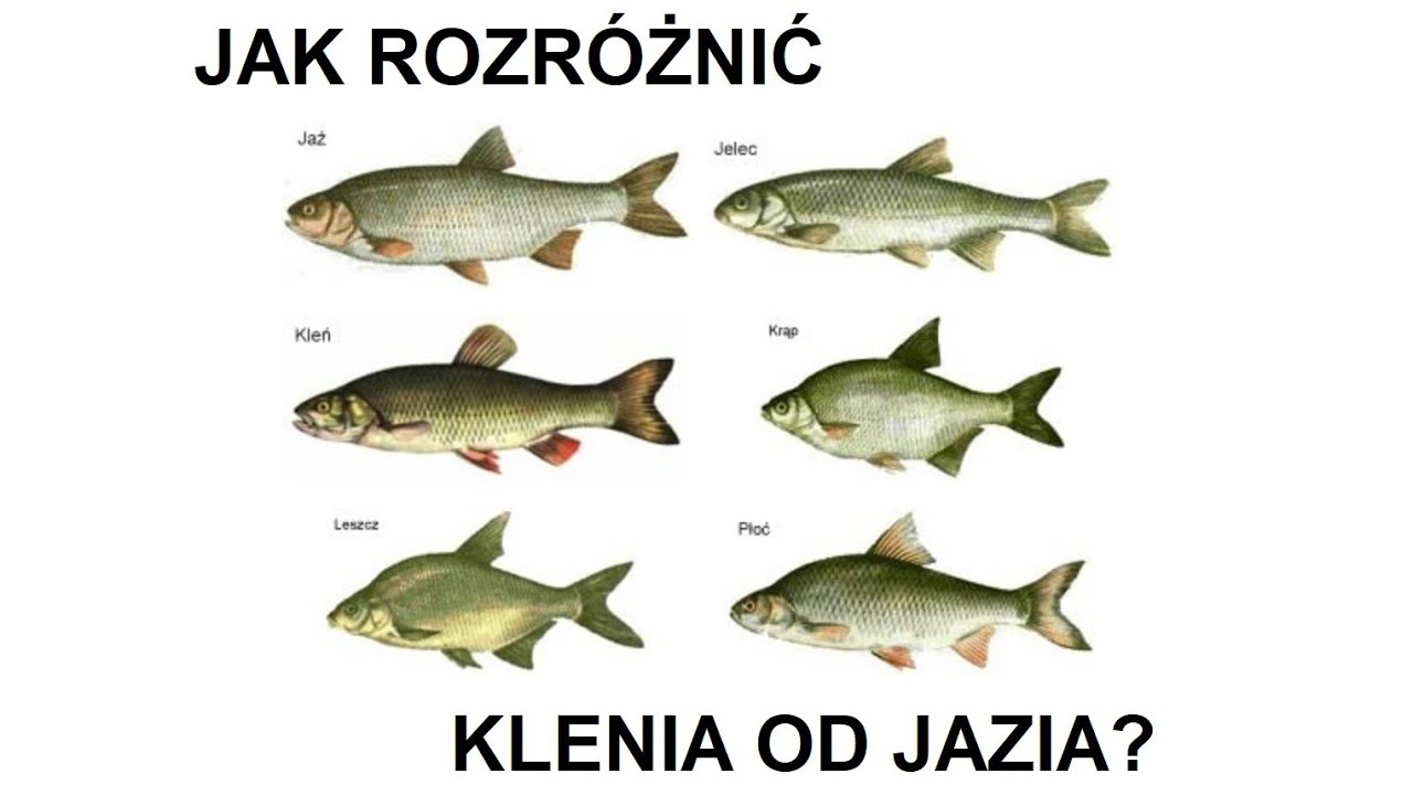 Jak rozróżnić klenia od jazia, płotki czy jelca - YouTube Czym Rozni Sie Tradycja Od Pisma Sw