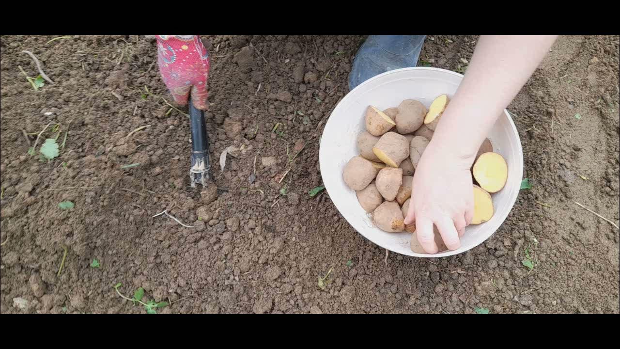 Jak sadzić ziemniaki w ogrodzie? - YouTube Kiedy Ziemniaki Dotarły Do Polski