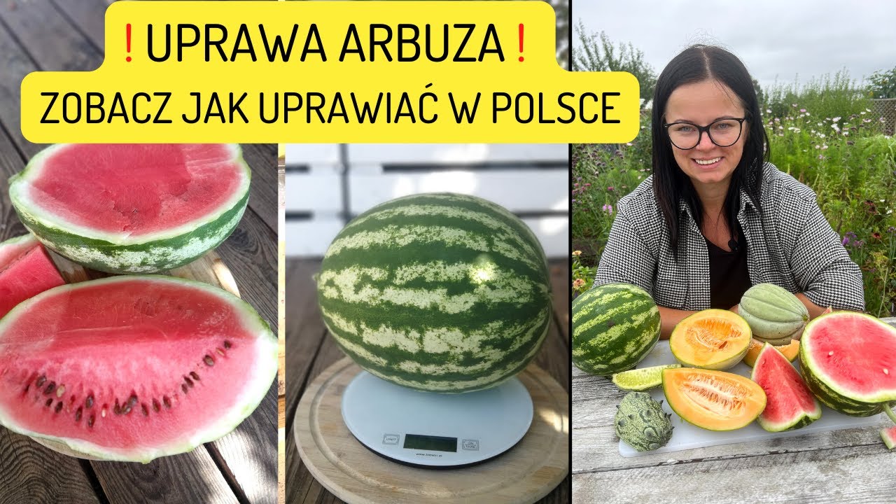 Jak Ma Na Imię Arbuz Z Gangu świeżaków