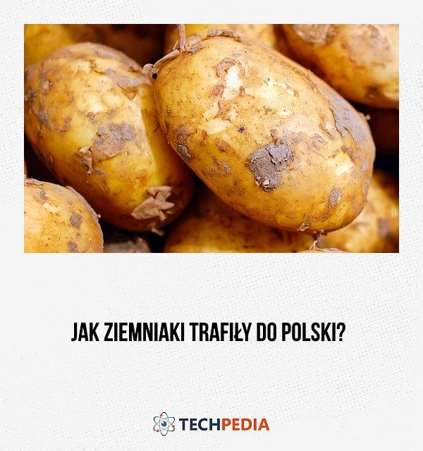 Jak ziemniaki trafiły do Polski? Kto Przywiózł Do Polski Ziemniaki