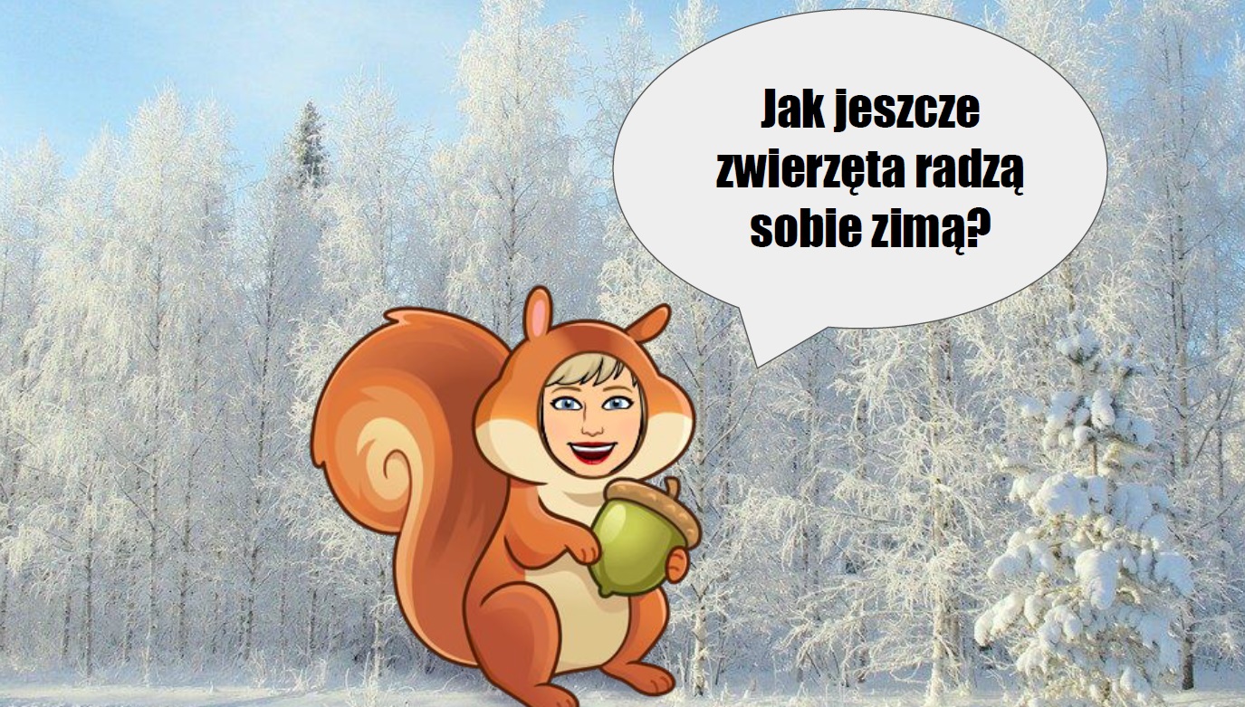 Zwierzęta Które Zasypiają Na Zimę Prezentacja Multimedialna